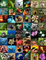 تنوع زیستی