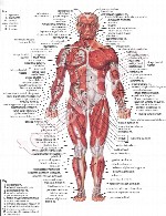 آناتومی بدن انسان
