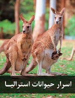 اسرار حیوانات استرالیا