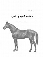 مطالعه آناتومی اسب در طراحی