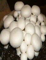 پرورش قارچ های خوراکی