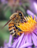 پرورش و نگهداری زنبور عسل با ظرفیت 1000 کندو