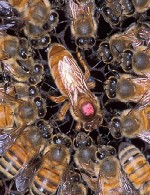پرورش زنبور عسل - 700 کندو