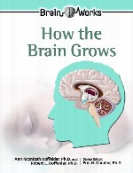 چگونه مغز رشد می کندHow the Brain Grows