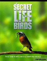مستند زندگی مخفی پرنده هاThe Secret Life of Birds