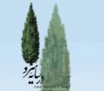 پویا محمدی - آلبوم در سایه سروPouya Mohammadi