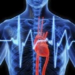 خلاصه فیزیولوژی قلب