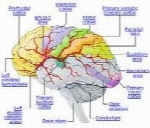 دانستنیهای پزشکی-مغز و اعصاب