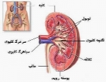 دانستنیهای پزشکی- کلـیه و مجاری ادرار