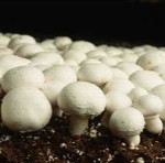 پرورش قارچهای خوراکی