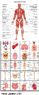 تصاویر وکتور نمودار آموزشی پزشکی آناتومی و بیولوژی بدن، کبد، مغز، قلب، ریه و ماهیچه و...Medical Education Chart Of Biology