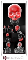 تصاویر با کیفیت سه بعدی آناتومی جمجمه، استخوان و اسکلت بدن3D Rendering Illustration Of The Skull Bone