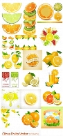 تصاویر وکتور مرکبات پرتقال، لیمو شیرین، گریفروت، نارنگی و ...Citrus Fruits Vector