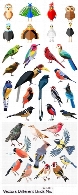 تصاویر وکتور کارتونی پرندگان متنوع، جغد، طاووس، کبوتر، طوطی، شترمرغ و ...Vectors Different Birds Mix