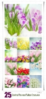تصاویر با کیفیت گل های بهاری، گل لاله، گل سنبل و ...Spring Flowers Tulips Crocuses Hyacinths