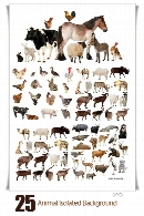 تصاویر با کیفیت حیوانات اهلی و وحشی، سگ، گربه، گاو، گوسفند، اسب و ... بدون پس زمینهAnimal Isolated Background