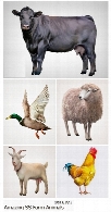 تصاویر وکتور حیوانات اهلی مزرعه، مرغ، خروس، بز، گاو و ... از شاتر استوکAmazing ShutterStock Farm Animals