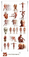 تصاویر با کیفیت آناتومی یا ساختمان بدن انسانHuman Body Anatomy