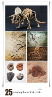 تصاویر با کیفیت فسیل حیوانات، جمجمه و ... از شاتراستوکAmazing ShutterStock Fossils