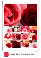 تصاویر با کیفیت گل رز صورتی، قرمز و سفیدRosed Of Red Pink And White Colors Raster Graphics