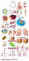 تصاویر وکتور نمودارهای اینفوگرافیکی پزشکی، سلول، رگ، باکتری، بافت پوست، گلبول قرمزMedical Infographics
