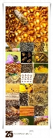تصاویر با کیفیت زنبور، کندوی عسل، لانه زنبورStock Photos Bees