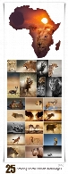 تصاویر با کیفیت حیوانات شگفت انگیز آفریقاییAmazing African Animals Stock Images