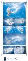 تصاویر با کیفیت پرواز کبوترها و آسمانStock Photo Flying Doves And Sky