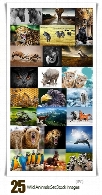 مجموعه تصاویر با کیفیت حیوانات وحشی، ببر، خرس، زرافهWild Animals Set Stock images