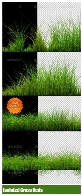 کلیپ آرت تصاویر چمن از گرافیک ریورGraphicRiver 6 Isolated Grass Beds