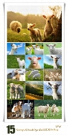 تصاویر با کیفیت بز و گوسفند سمبل سال 2015Stock Photo Sheeps And Goats Symbol Of 2015 Year
