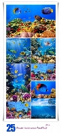 تصاویر با کیفیت موجودات دریایی ، ماهی، مرجان، ستاره، صخره و ... در زیر آب اقیانوس از شاتر استوکAmazing ShutterStock Ocean Underwater Coral Reef