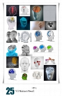 تصاویر با کیفیت سر و مغز سه بعدی انسان3D Human Head