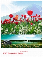 تصاویر لایه باز پس زمینه مناظر گل های لالهPSD Templates Tulips