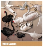 کلیپ آرت قوWild Swans