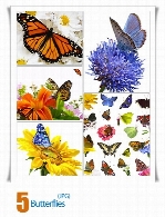 تصاویر پروانه رنگی و زیباButterflies