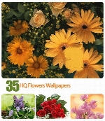 مجموعه والپیپر های گل، گل رزHQ Flowers Wallpapers