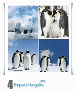 تصاویر پنگوئن، برف، قطبEmperor Penguins