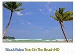 فایل آماده ویدئوی ساحل، درخت در ساحلIStockVideo Tree On The Beach HD