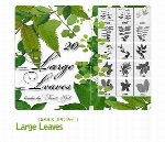 مجموعه ای از براش برگ درختانLarge Leaves