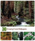 تصاویر والپیپر جنگل آمازون، منظره، طبیعتAmazing Forest Wallpapers
