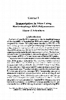 In vitro transcription and translation protocols