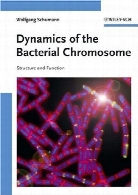 Dynamics of the bacterial chromosome : structure and function