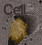 Cell - 25 February 2016