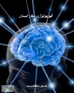 فیزیولوژی مغز انسان