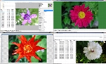 WildBit Viewer Pro 6.4 x64