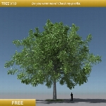 Tree Oak V10
