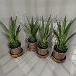Indoor Pot Plant 3