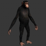 Chimp Animal