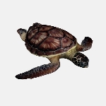 Sea Turtle V1